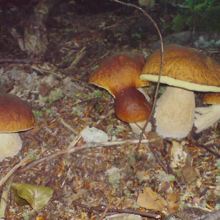 Havran Liptovský Ján